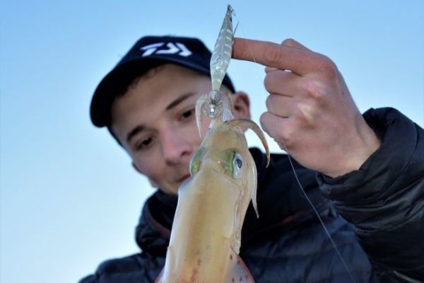 Die Tintenfisch-Saison