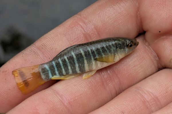 Aphanius von Korsika