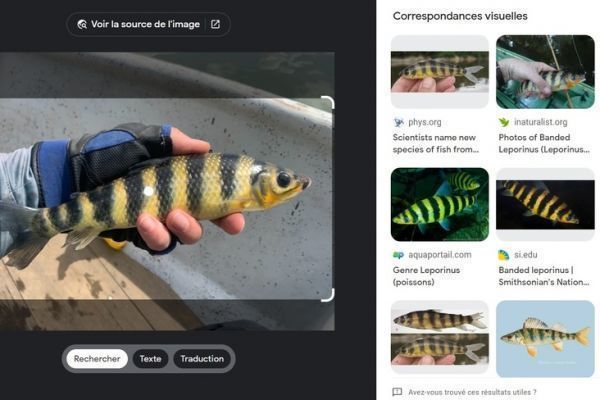 Mithilfe von Google habe ich herausgefunden, wie dieser Fisch heit: banded leporinus.