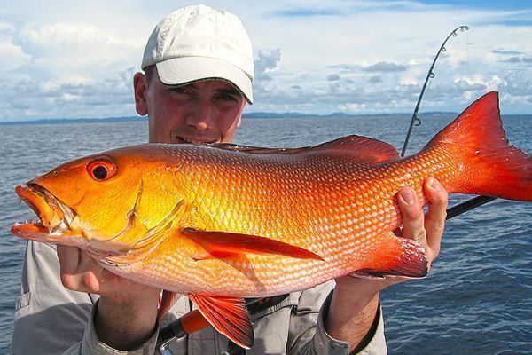 Hbscher Red Dog Snapper aus dem Indischen Ozean