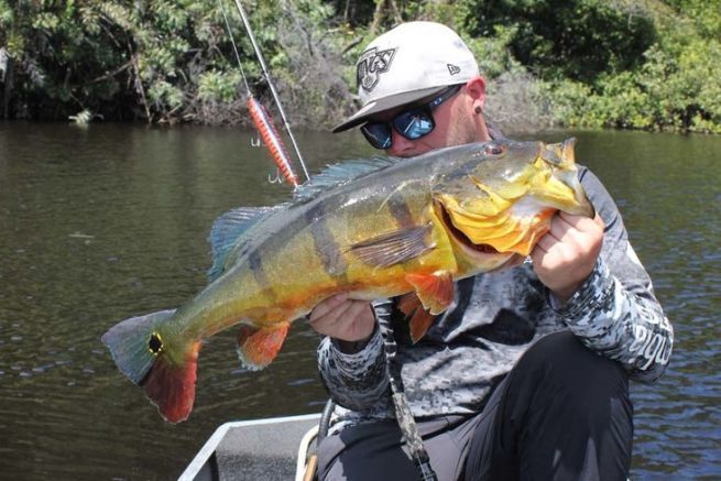 Peacock bass vom Rio Negro, Brasilien.