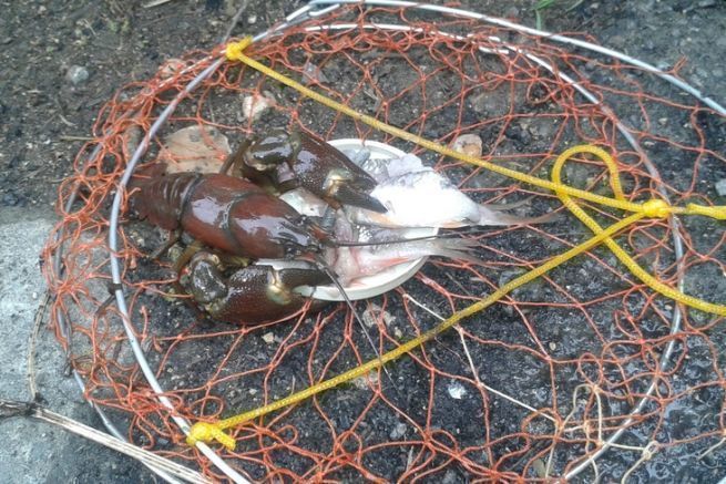 Das Fischen mit der Krebswaage