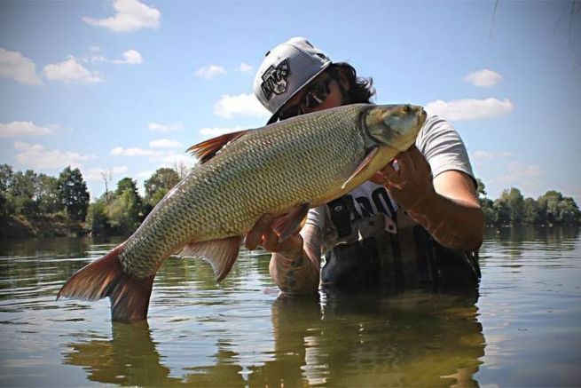 Aspe de Loire.