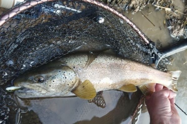 Forelle am Powertail evo