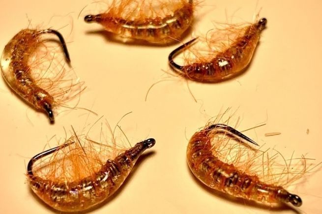 Gammarus eine Nachahmung, die man in seiner Schachtel haben sollte!