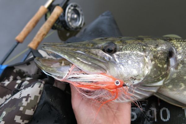 Hechte lassen sich sehr gut mit der Fliege fangen, wenn man seine Ausrstung anpasst und seinen Gegner gut kennt