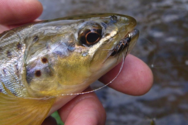 Pr�sentation von Ertrunkene Fliegen des Autors