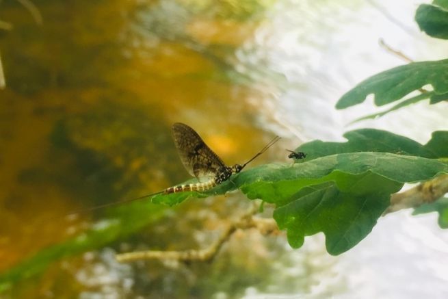 Die Maifliege ist eines der Wasserinsekten, die nicht nur von Fliegenfngern, sondern auch von Forellen sehnlichst erwartet werden!