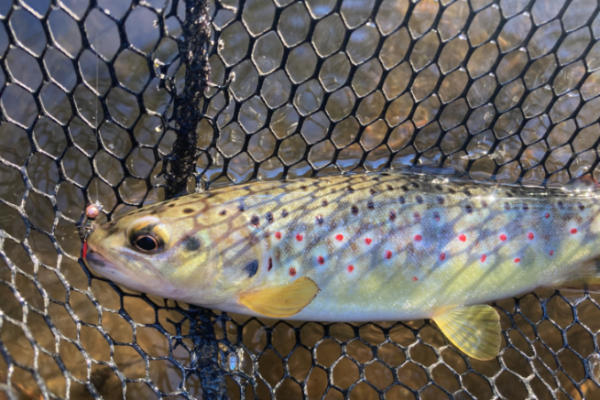 �ber die ersten Forellen des Jahres freut man sich immer sehr!