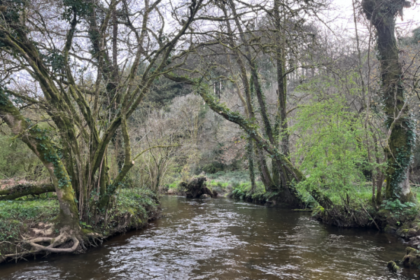 Eine schnelle Session, die mit hübschen, aktiven Forellen Spaß macht.