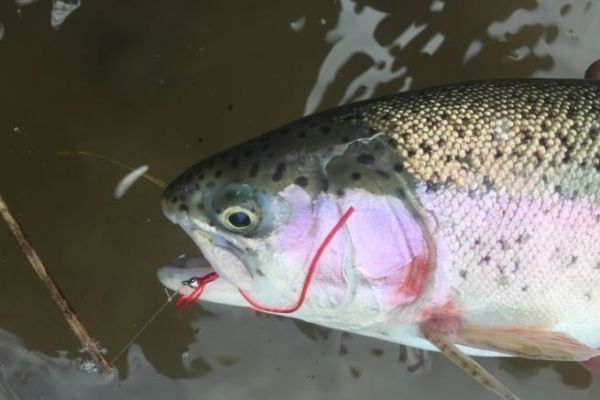 Das Wurmfischen ist eine weitere Technik, die Sie auf einer Tankfahrt ausprobieren knnen