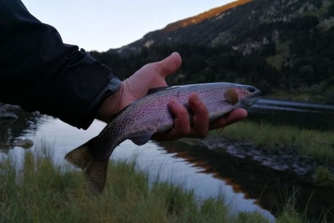 Eine Regenbogenschnheit, die beim Abendschlag mit der Peitsche erwischt wurde