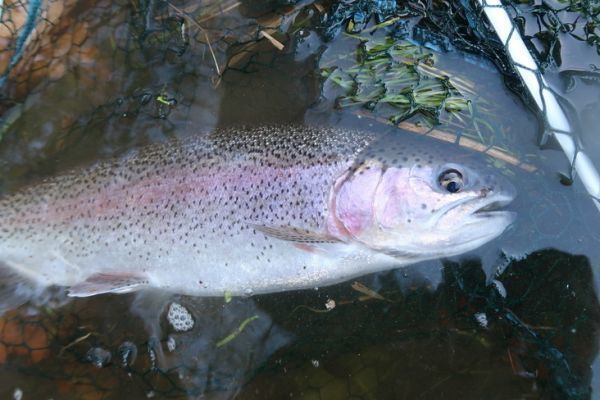 Die Varianten des Booby-Fischens sind einzusetzen, wenn die Forellen misstrauischer werden
