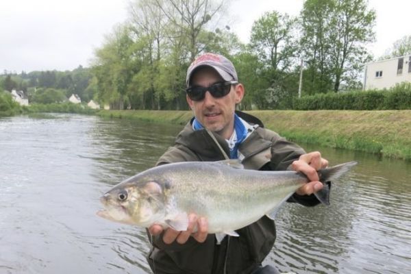 Der Maifisch mit der Fliege ist eine schne Jagd mit heftigen Bissen