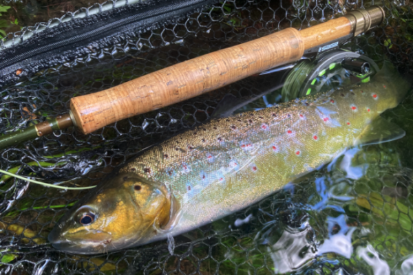 Man sollte immer ein paar Elk Hair Caddis in seinen Boxen haben!