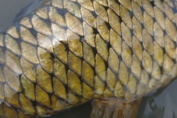 Das Karpfenangeln auf Sicht ist spannend. Es erfordert eine gute Kenntnis des Fisches und die Verwendung der richtigen Fliegen