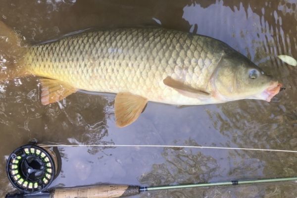 Groartige Karpfenangel-Session in der zweiten Kategorie