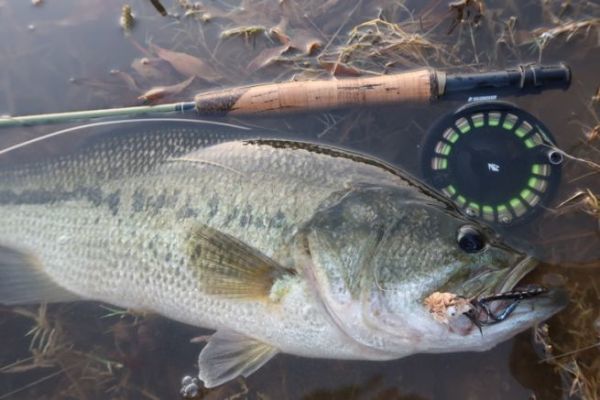 Blackbass mit der Oberflchenfliege bietet auergewhnliche Erlebnisse