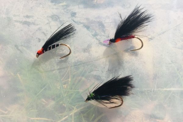 Kormorane sind wahre Forellenmagneten!