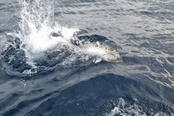 Definition von Hochseeangeln