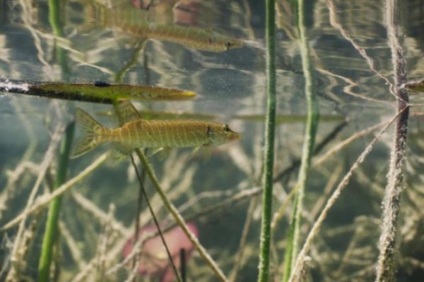 Kleiner Hecht wird gro�?