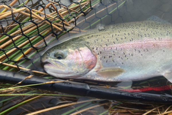 Ein erster Ausflug in ein Reservoir mit Fisch.