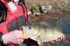 Der Barsch - ein Fisch mit groer Anpassungsfhigkeit