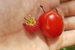 Einzelner Haken Nummer 6 fr eine Brombeere oder Himbeere bis Nummer 1/0 fr Kirschtomaten