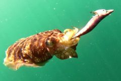 Tintenfisch, ein Kopffüßer, der mit Jigs leicht zu fangen ist Tintenfische werden mit einem Köder namens Turlutte gefangen