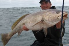 Ein magerer Fisch von 20 kg, der in den Pertuis Charentais gefangen wurde.