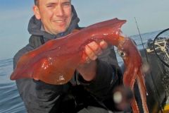 Ein roter Tintenfisch, der ber einem Schiffswrack aufgenommen wurde.