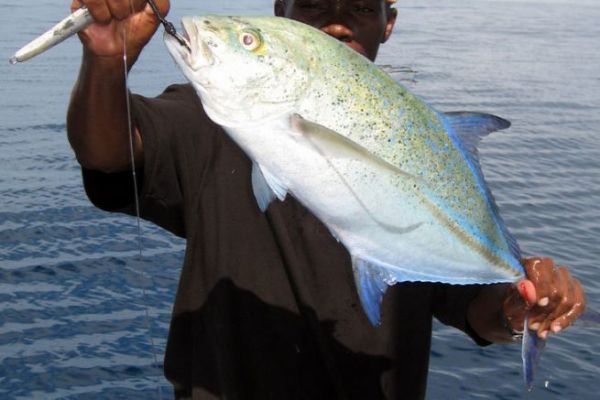Die Blaupunktmakrele, ein hübscher tropischer Fisch Blaupunkt-Stachelmakrele