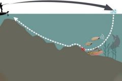 Slow-Rolling-Animation des Spinnerbaits