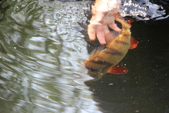 No Kill und Catch and Release: zwei Konzepte, die sich mehr unterscheiden, als man denkt