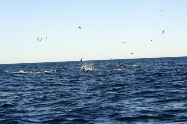Angeln auf Blauflossenthunfisch mit Kdern, Jagden finden und ansprechen