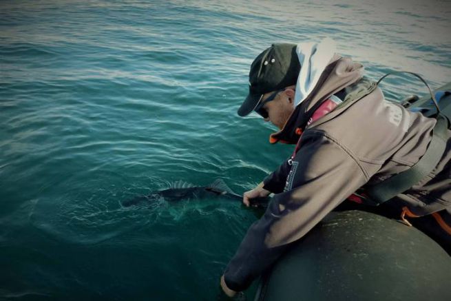 Die Ausrstung, die man braucht, um linear auf Wolfsbarsch zu fischen