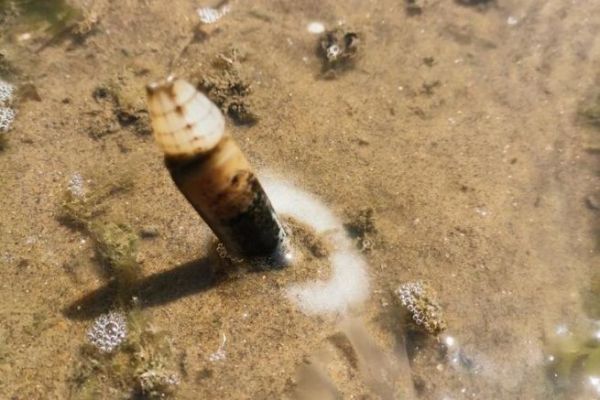 Wie erntet und spießt man Messer für den Brassenfang?