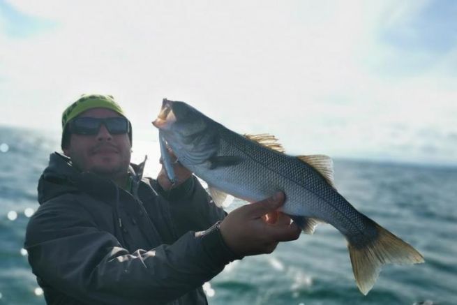 Der schwimmende Fisch: eine erstklassige Option fr das Angeln auf Wolfsbarsch!