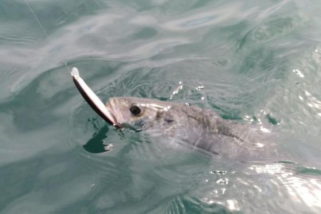 Die verschiedenen Animationen fr das Angeln auf Wolfsbarsch mit dem Schwimmenden Fisch