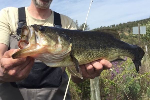 Schner Blackbass, gefangen auf einer Inch Wacky Montage.