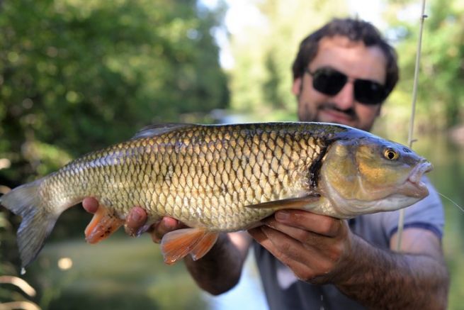 Angeln auf Weißfische mit Ködern: Wobbler oder Wühler?
