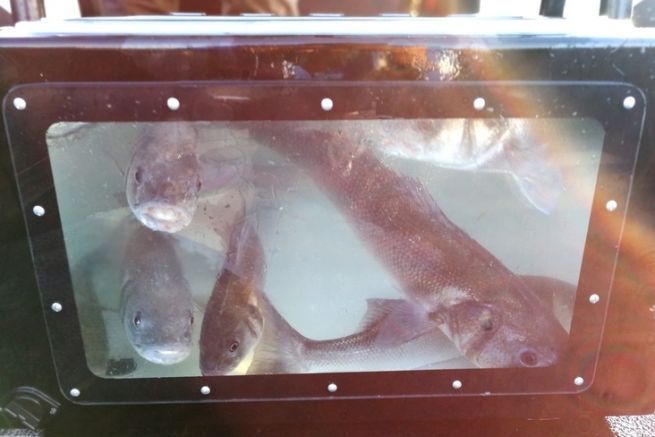 Fischteich mit einigen schönen Bars.