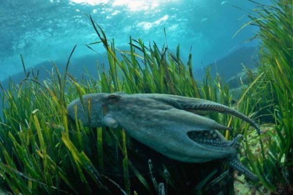 Eging: Lernen Sie die Cephalopoden kennen, bevor Sie sie fangen!