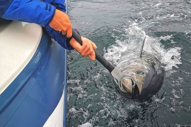 Ein Blauflossenthunfisch, der in der Bretagne mit einem Kder gefangen wurde.