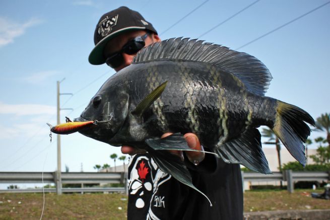 Angeln in den Kanlen von Miami, Street Fishing in der exotischen Version!