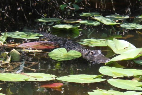 Die vielfltige und berraschende Tierwelt, die man beim Streetfishing in Miami antrifft!