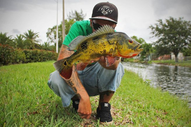 Die Peacock Bass in Miami, ein Ausschnitt aus dem Amazonas in Nordamerika