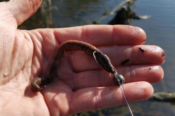 Wie baue ich ein Gestell fr das Angeln von Raubfischen mit dem Wurm?