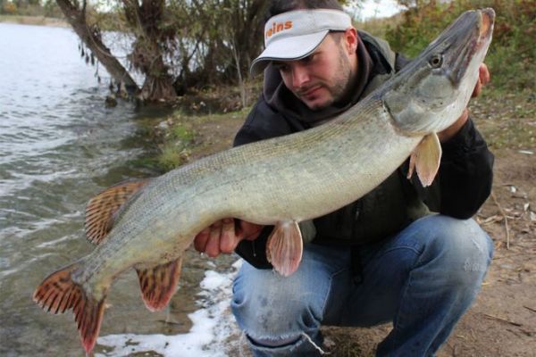 Hard Swimbaits, effektive Kder das ganze Jahr ber