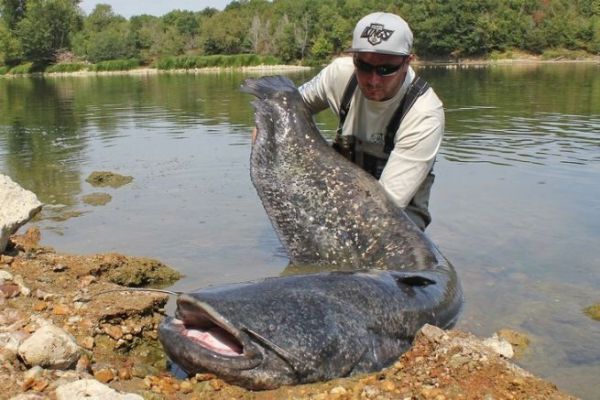 5 Spots, um im Sommer an der Loire mit Kunstkdern auf Wels zu angeln!